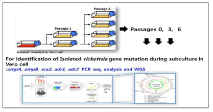 WGS 기반, 분리된 리케치아주를 이용한 In vitro에서의 유전자변이 확인