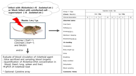 리케치아주를 이용한 in vivo에서의 병원성 확인 및 rickettsial load 측정