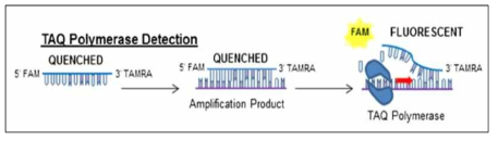 Taqman probe를 이용한 RT-qPCR 분석법