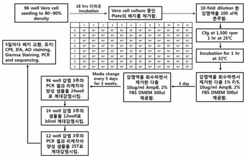 리케치아 분리를 위한 96 well에서의 세포 배양법. 두 종이상의 리케치아 또는 O. tsutsugamushi가 동시에 검출된 샘플을 대상으로 하여 시도한 배양법