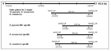 분리주 리케치아를 위한 Amplicon region 및 사이즈 모식도. 리케치아 유전자 ompB 를 타겟으로 하였으며 R. japonica (155 bp), R. canadensis (381 bp), 그리고 R. monacensis (399 bp)의 증폭을 목적으로 하였음