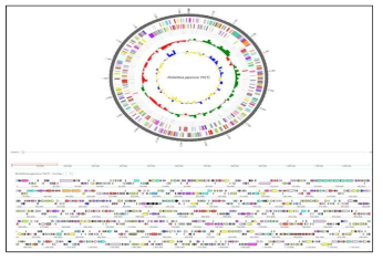 분석프로그램(BIOiPLUG)을 이용한 리케치아의 WGS analysis. R. japonica YH 의 전체 Map(위), Genome 정보를 나타낸 browser(아래)