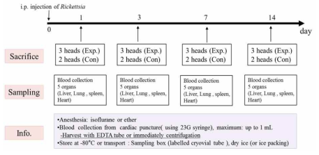 In vivo에서의 분리주 리케치아의 병원성확인 실험을 위한 flow chart. 분리주 리케치아의 접종 후, 각 그룹의 sampling을 실시하고 각 장기는 labeling하여 –80℃에 사용 전까지 보관함