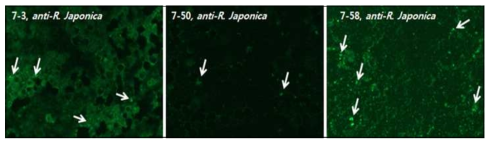 리케치아 3차 감염 샘플의 IFA. 3개 균주를 슬라이드에 고정한 후 Rickettsia japonica를 마우스에 면역하여 얻은 항혈청(anti-R. japonica)를 1차 항체로 사용하고, FITC-conjugated anti-mouse IgG를 2차 항체로 사용하여 IFA를 실시함