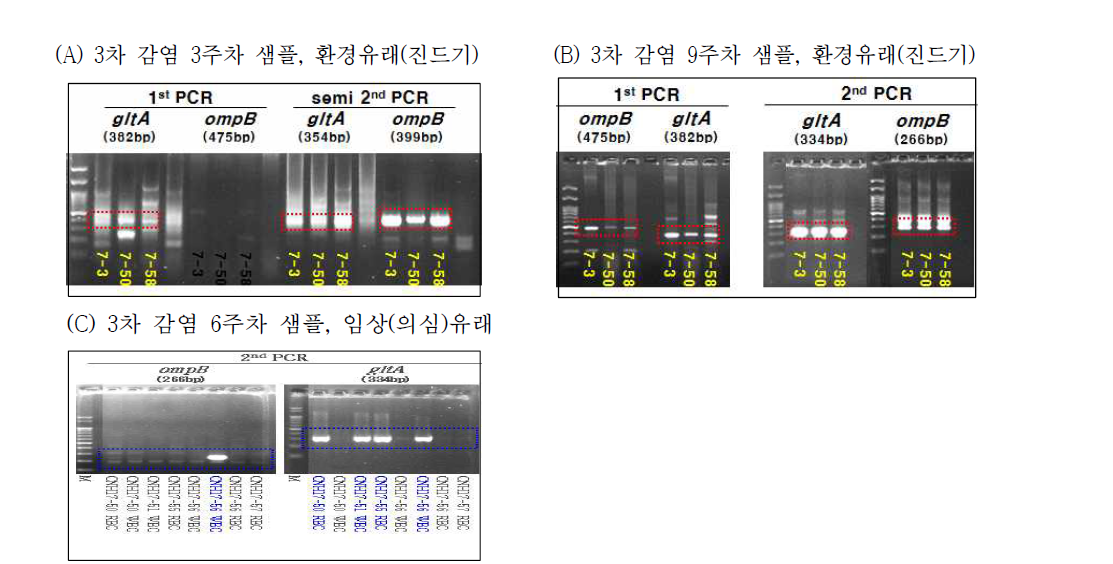 리케치아의 확인을 위해 gltA, ompB 유전자의 PCR 후 전기영동 결과. (A)-(B): 진드기, (C): 임상(의심)유래. nPCR한 후, 1.5% agarose gel에 PCR product를 loading하여 EtBr staining으로 확인함