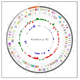 WGS에 의한 분리주 Rickettsia R2의 전체 Map. 전체 사이즈는 약 1.4Mb, GC ratio는 32.4%, CDS 길이의 Median은 495 bp로 분석되었음