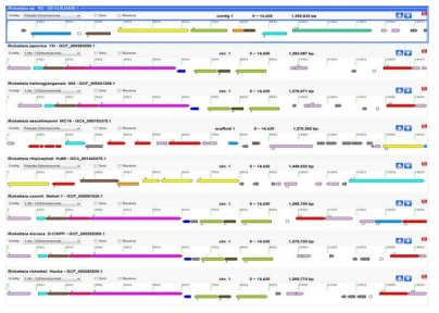 분리주 Rickettsia R2의 참조균주와의 Genome browser(게놈 위치 및 정보)를 이용한 분석. 천랩(주)에서 제공한 CL genomics 프로그램을 이용하여 분석하였음