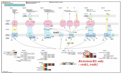 분리주 Rickettsia R2의 참조균주와의 Secretion system의 단백 발현 모식도. 참조균주와 Rickettsia R2와의 secretion system유전자를 비교 분석한 결과 Rickettsia R2에서만 존재하는 유전자 virB2, lvhB2의 발현이 확인됨