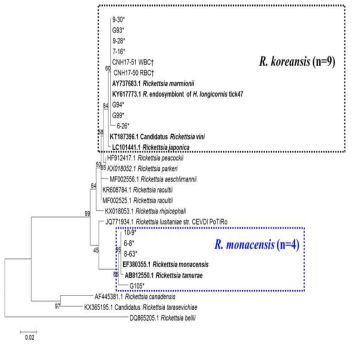 분리주 리케치아의 17-kDa 유전자의 계통수 분석도. 현재 분리 유지중인 분리주는 두 그룹으로 분류됨. 즉, R. koreansis(검은색-점선표시), R. monacensis(파란색-점선표시), (*isolated Rickettsia from tick, ＋isolated Rickettsia from human blood)