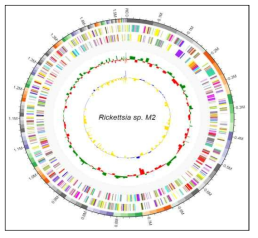 WGS에 의한 분리주 Rickettsia M2의 전체 Map. 전체 사이즈는 약 1.49Mb, GC ratio는 32.6%, CDS 길이의 Median은 714.7_bp로 분석되었음