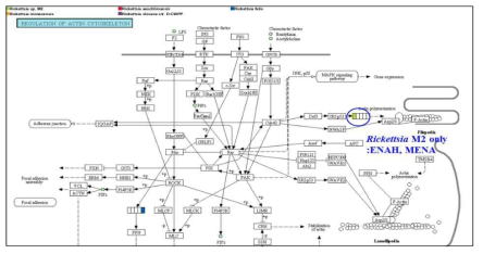 분리주 Rickettsia M2의 Regulation of actin cytoskeleton의 단백 발현모식도. Organism systems에 있어서 cell motility 및 axon guidance와 관련 있는 것으로 보고된 ENAH, MENA의 존재가 확인됨