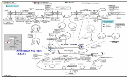 분리주 Rickettsia M2의 Endocytosis의 단백 발현모식도. 참조균주들과 비교분석 시, Endocytosis 및 phagosome에 관계있는 것으로 알려진 early endosome antigen 1(파란색 원 표시)의 존재가 확인됨