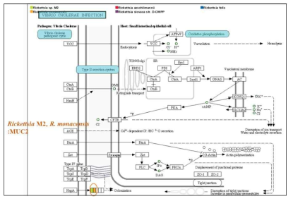 Human diseases와 관련한 MUC2 단백발현 모식도. MUC2는 Bacterial diseases: Vibrio cholerae infection과 관련 있는 유전자로 분리주 Rickettsia M2와 R. monacensis에서 공통적으로 가지고 있는 것으로 분석됨(주황색 원 표시)