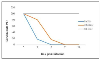 마우스 모델에서의 R. koreansis 감염에 의한 susceptibility responses. 마우스종별 1.5 x 106 PFU R. koreansis를 i.p.로 접종하였고 14 dpi까지 monitoring하였음(각 그룹에 대한 Mock는 그림에 표시하지 않음)