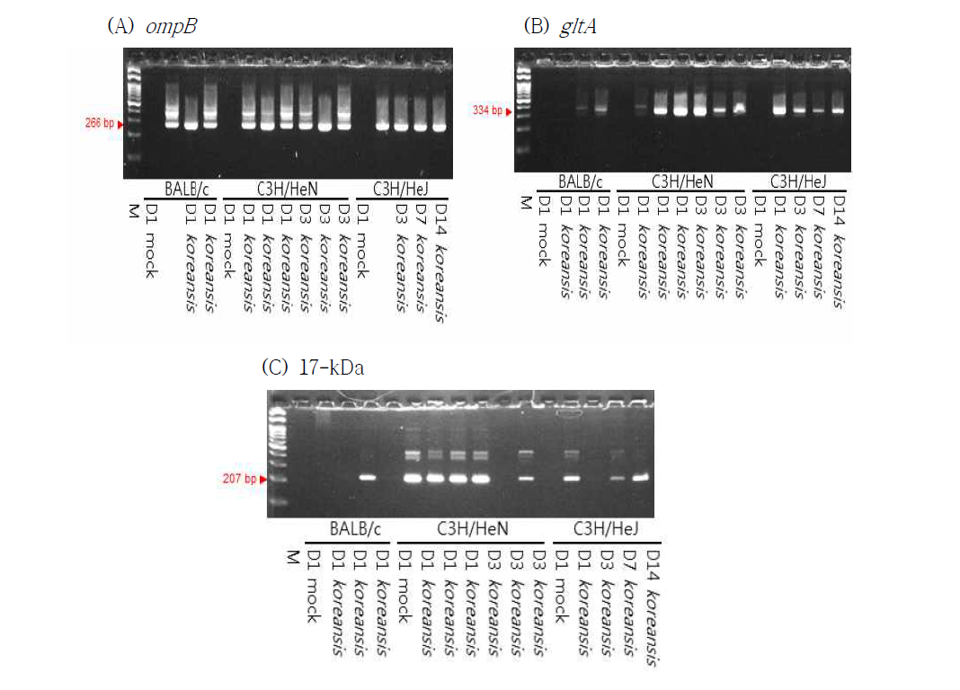 in vivo 그룹별 liver조직에서의 R. koreansis 감염에 의한 유전자별 responses. nPCR을 실시하였고 (A) ompB (266_bp), (B) gltA (334_bp), (C) 17-kDa (207_bp) 유전자의 증폭산물을 1.5 % agarose gel에 loading하여 전기 영동으로 확인하였음