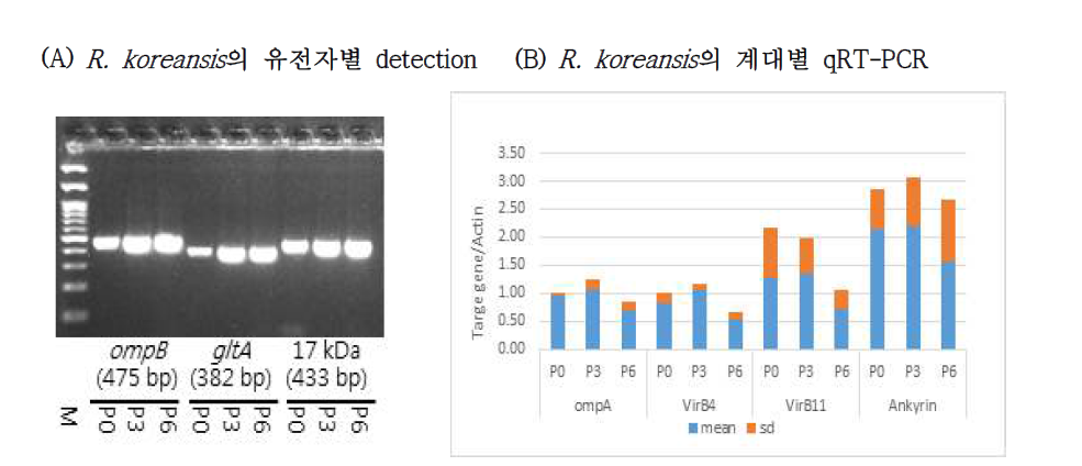 in vitro에서의 분리주 R. koreansis의 확인 및 qRT-PCR. in vitro에서의 분리주 R. koreansis에 대한 ompB, gltA, 17_kDa 유전자의 PCR detection(A), 계대별 virulence factors (ompA, virB4, virB11, ankyrin)관련 gene expression의 변화(B)