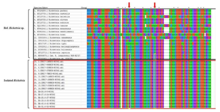 환자유래-분리주 리케치아의 ompB fragment-II위치의 염기서열 alignment. ompB fragment-II부분의 분리주 리케치아 R. koreansis는 Rickettsia sp. HlR/D91, Candidatus R. longicornii와 높은 유사성을 보임