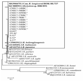 환자유래-분리주 리케치아의 ompB fragment-II의 계통수 분석도. (#:설치류유래, *:진드기유래, †:환자유래). MEGA 6.0.프로그램을 사용하여 계통도를 구축하였으며 ML method법으로 bootstrap 1,000번 실시하였음