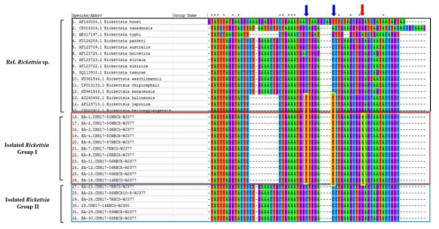 환자유래-분리주 리케치아의 ompB fragment-VI위치의 염기서열 alignment. ompB fragment-VI 부분의 환자유래-분리주 리케치아는 R. japonica, R. heilongjiangensis, 그리고 R. hulinensis와 높은 유사성을 보이는 R. koreansis Group-I과 R. monacensis와 유사성을 보이는 Group-II로 분석됨