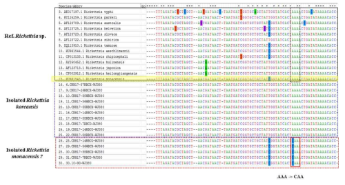 환자유래-분리주 리케치아의 ompB fragment-VI위치의 염기서열 alignment. 참조균주 R. monacensis와 비교하여 염기서열 AAA(K)→CAA(Q)로 변하였음