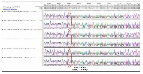 환자유래-분리주 리케치아의 ompB fragment-VI의 Seqman 프로그램을 이용한 염기서열 분석. 염기서열분석은 양방향으로 진행하였으며 Chromas 프로그램으로 확인 및 Seqman 프로그램을 이용하여 표시하였음