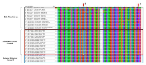 환자유래-분리주 리케치아의 ompB fragment-VII위치의 염기서열 alignment. ompB fragment-VII부분의 분리주 리케치아는 R. koreansis, R. monacensis, 두 그룹으로 나뉨(검은색: 참조 리케치아균주, 붉은색: Isolated Rickettsia group-I, 파란색: Isolated Rickettsia group–II)