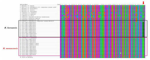 분리주 리케치아의 17-kDa 유전자의 MEGA프로그램을 이용한 alignment. 참조균주들과 비교 시, 분리주는 R. koreansis그룹(검은색 박스표시), R. monacensis-like그룹으로 분류됨(붉은색 박스표시)