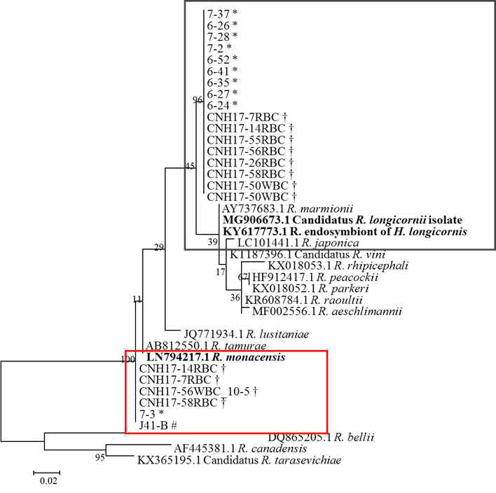 분리주 리케치아의 17-kDa 유전자의 계통수 분석도(#:설치류유래, *: 진드기유래,†:환자유래). 분리주는 R. koreansis그룹(검은색 박스표시), R. monacensis-like그룹으로 분류(붉은색 박스표시)되었고 MEGA 6.0.프로그램을 사용하여 계통도를 구축하였으며 ML method법으로 bootstrap 1,000번 실시하였음