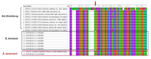 분리주 리케치아의 ompA 유전자의 MEGA 프로그램을 이용한 alignment. 분리주는 R. koreansis그룹과 R. monacensis그룹으로 분류되었음