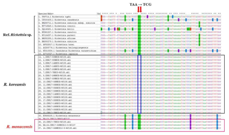 분리주 리케치아의 ompA 유전자의 MEGA 프로그램을 이용한 alignment. 분리주는 R. koreansis그룹과 R. monacensis그룹으로 분류되었으며, 분리주 R. koreansis그룹의 경우 SNP의 변화 및 아미노산의 변이가 확인되었음