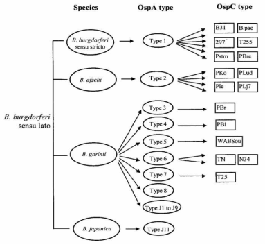 국내 분포 및 분포가 예상되는 보렐리아균과 병원성인자(OspA와 OspC)의 상호 관계도(Guiqing wang et al, 1999)