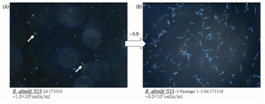 국내 분리균주인 B. afzelii strain S13의 암시야 현미경 관찰 사진. cell counting chamber로 균 밀도 추정 계산함. (A) 배양 2일차, 배양 초기의 보렐리아균(흰색 화살표). (B) 배양 5주차(passage 1, 6일차), 균 길이, 밀도 모두 배양 2일차에 비해 증가한 것을 확인 할 수 있음. Leica microsystem, DE/DM-250 phase-contrast microscope로 관찰, Leica MC 170 HD camera로 촬영(×20)