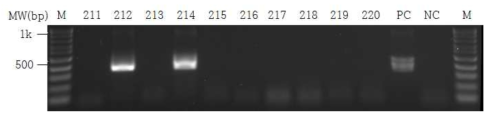 Nested-PCR을 통한 보렐리아균의 지표 유전자인 flaB gene 확인 검사 결과. 라임병 의심검체 배양 8주차 배양액에서 추출한 genomic DNA로 BflaPAD-PDU(1st), BflaPBU-PCR(2nd) primer pairs로 nested-PCR을 수행한 다음, 1.5% agarose gel에서 전기영동하여 target band를 검출함(~350 bp). #212, 214에서 양성 band 학인 함. M: 100bp DNA ladder; 250~267: 라임병 의심검체 배양 8주차 DNA; PC: B. burgdorferi str. B31 control DNA; NC: D.W