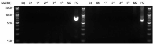 Nested-PCR에 의한 mycoplasma 오염 확인. Agarose gel electrophoresis (2%) shows mycoplasma-contaminated fragment amplification products from nested-PCR performed with the TaKaRa primers with genomic DNAs (gDNAs); DNA was extracted with a QIAamp DNA blood Lane 8, 17 and 9, 18: negative (NC) and positive (PC) controls, respectively; Lane 2 and 11: B. quintana control DNA (Bq); Lane 3 and 12: B. henselae control DNA (Bh); Lane 4-7 and 13-16: gDNAs of isolated clinical specimen (1st, 2nd, 3rd and 4th)