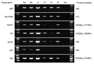 Bartonella 균 특이 표적 유전자 확인 결과. The gDNAs from four isolated clinical samples were PCR amplified using seven primers specific to the gltA, 16s rRNA, pap31, ITS, groEL, ribC, and ftsZ, respectively