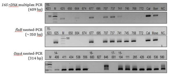 4~8주 배양 임상검체 내 보렐리아균 특이 항원 PCR 확인 결과