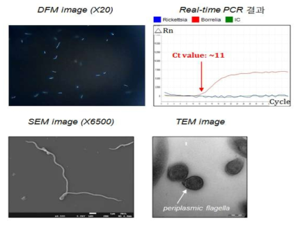 실험동물 접종 보렐리아 균주 재확인