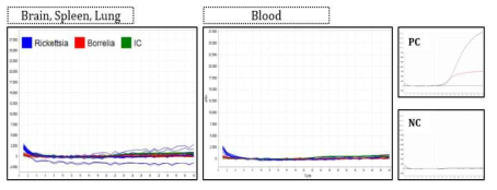 원인병원체 실시간 유전자 증폭 실험 결과(검체: B. afzelii S13 감염마우스 조직, 4주차)