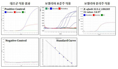 조건 적용 양성/음성대조군 결과: Amplification plot