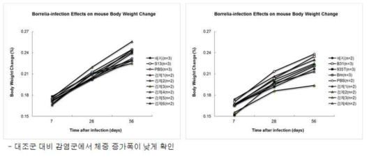 실험동물 감염 후 증상 관찰