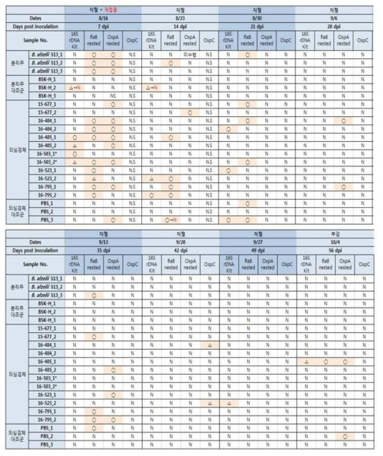 세균질환연구과 2차 마우스 감염실험 결과_유전자 확인