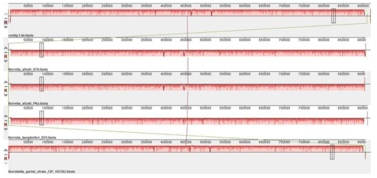 Genome synteny 분석결과 (Mauve 프로그램 이용). 맨 위 열부터 순서대로 Borrelia afzelii S13, Borrelia azfelii K78, Borrelia afzelii PKo, Borrelia burdoferi B31, Borrelia garinii CIP 103362의 main chromosome 염기서열