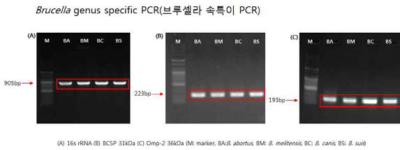 Brucella genus specific target gene PCR