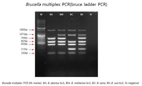 Brucella multiplex PCR (bruce ladder PCR)