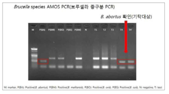 Identification of B. abortus using Brucella AMOS multiplex PCR