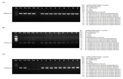 Brucella genus specific target gene PCR (Sensitivity). A) 16s rRNA, B) BCSP 31 kDa, C) Omp-2 36 kDa