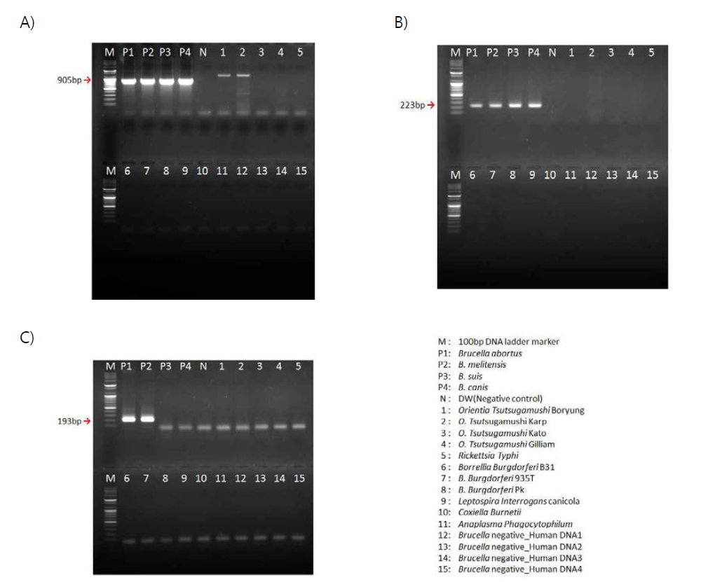 Brucella genus specific target g ene PCR (Specificity). A) 16s rRNA, B) BCSP 31kDa, C) Omp-2 36kDa