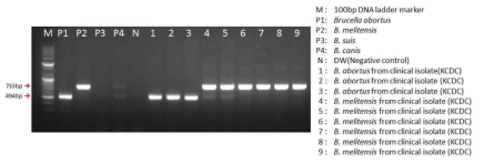 Brucella AMOS multiplex PCR (Sensitivity)