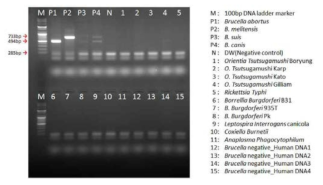 Brucella AMOS multiplex PCR (Specificity)