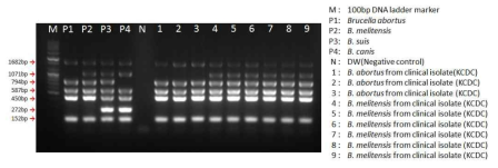 Brucella bruce ladder multiplex PCR (Sensitivity)